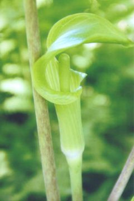 Arisaema triphyllum Jack-in-the-pulpit; Alismatales--Araceae; Native plant (Virginia)