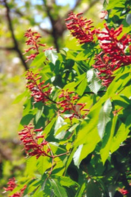 Aesculus pavia Red buckeye or Firecracker plant; Sapindales--Sapindaceae; Introduced species