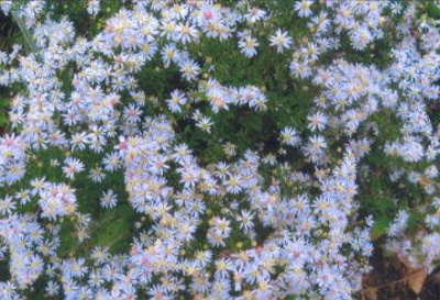 Symphyotrichum cordifolium Bushy Aster; Asterales--Asteraceae; Native plant (Virginia)