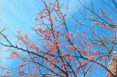 Cercis canadensis Red bud; Fabales--Fabaceae; Native plant (Virginia)