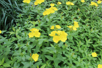 Packera aureus Golden Ragwort 