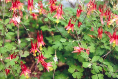 Aquilegia canadensis Columbine; Ranunculales--Ranunculaceae; Native plant (Virginia)