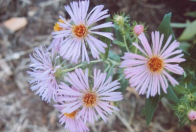 Symphyotrichum novae-angliae New England aster; Asterales--Asteraceae; Native plant (Virginia)