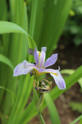 Iris virginica var. shrevei Shreve's Iris