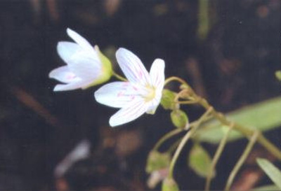 Claytonia virginica Spring beauty; Caryophyllales--Portulacaceae; Native plant (Virginia)