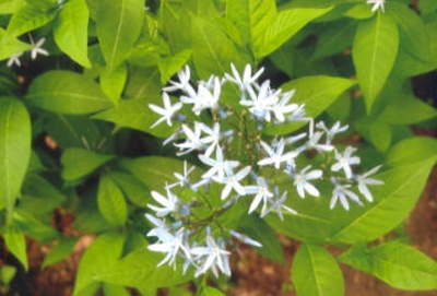 Amsonia tabernaemontana Blue star; Gentianales--Apocynaceae