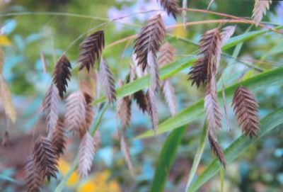 Chasmanthium latifolium River oats; Poales--Poaceae