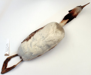 AV7.2.1/1-2011 Podiceps cristatus, Great crested grebe (male). Europe, 1906.