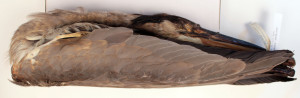AV9.1.1/1-2011 Ardea heoridas, Great blue heron (male). Ex coll. Smithsonian Institution #202642.