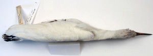 AV9.2.1/1-2011 Egretta caerulea, Little blue heron (female). Ex coll. Smithsonian Institution, collected by Victor J. Evans 23 August 1929.