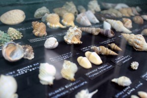 IMG_8358s
