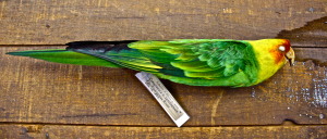 Carolina parakeet