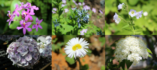 Flowers in the Botanic Garden, Spring 2014, by East Cao