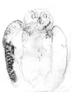 Screech owl, Emily Smith